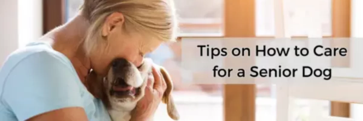 Tips Cara Merawat Anjing Yang Sudah Berumur