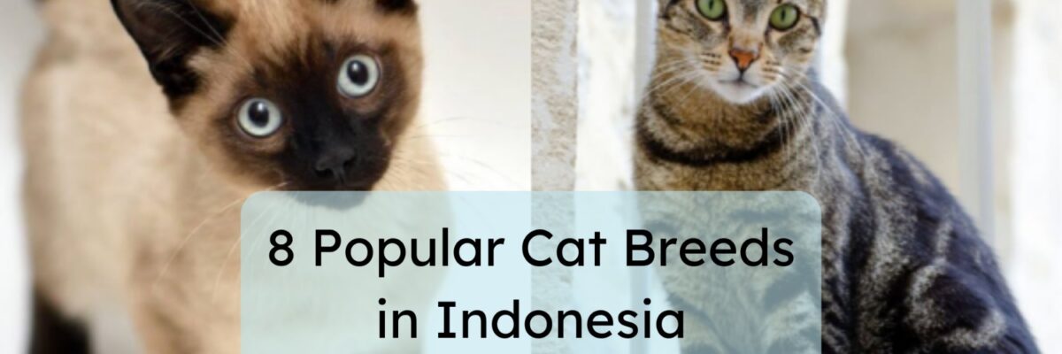 Discovering the Diversity of 8 Popular Cat Breeds in Indonesia