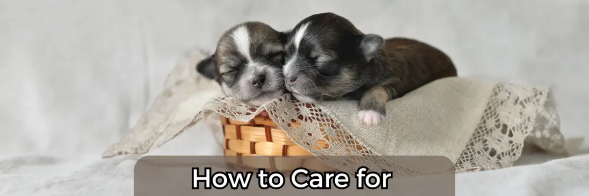 Cara Merawat Anak Anjing Yang Baru Lahir