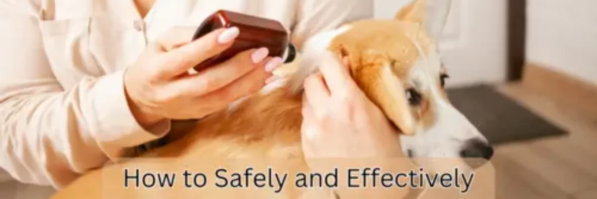 Panduan Lengkap Membasmi Kutu Anjing yang Aman dan Efektif