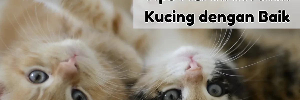 Tips Merawat Anak Kucing dengan Baik