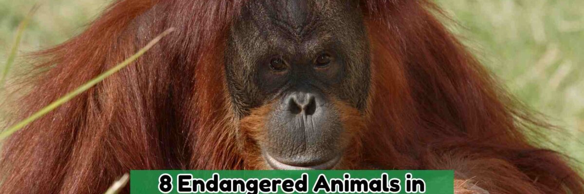 8 Endangered Animals in Indonesia that We Need to Protect