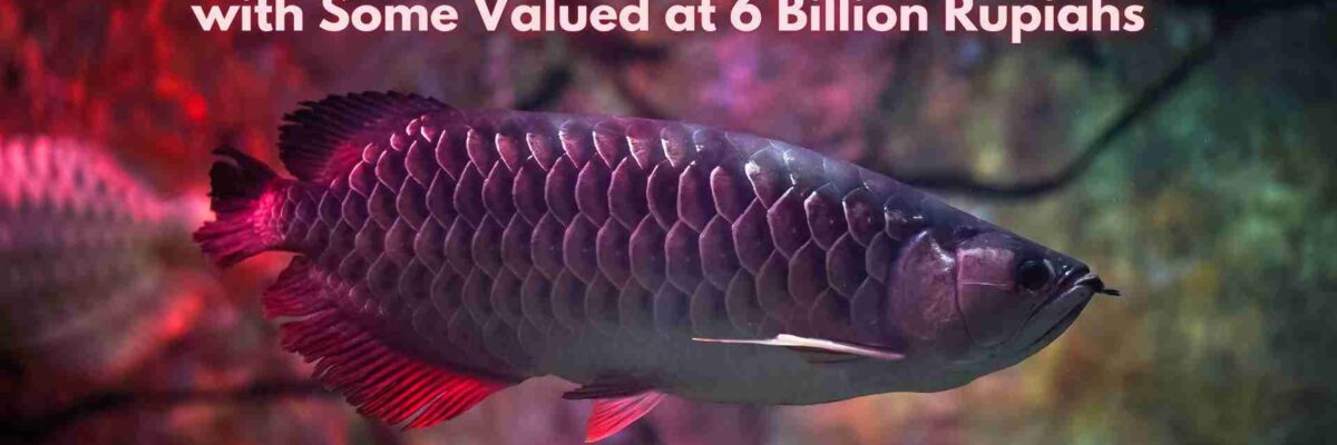 Mengenal 10 Jenis Ikan Arwana Eksotis, Ada yang Bernilai 6 Miliar Rupiah