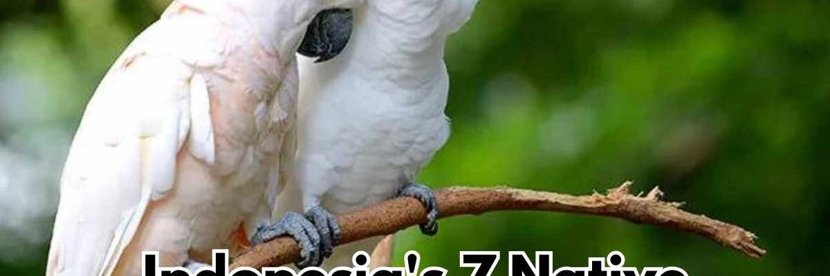 Unveiling the Tropical Treasures: Indonesia’s 7 Native Cockatoo Species