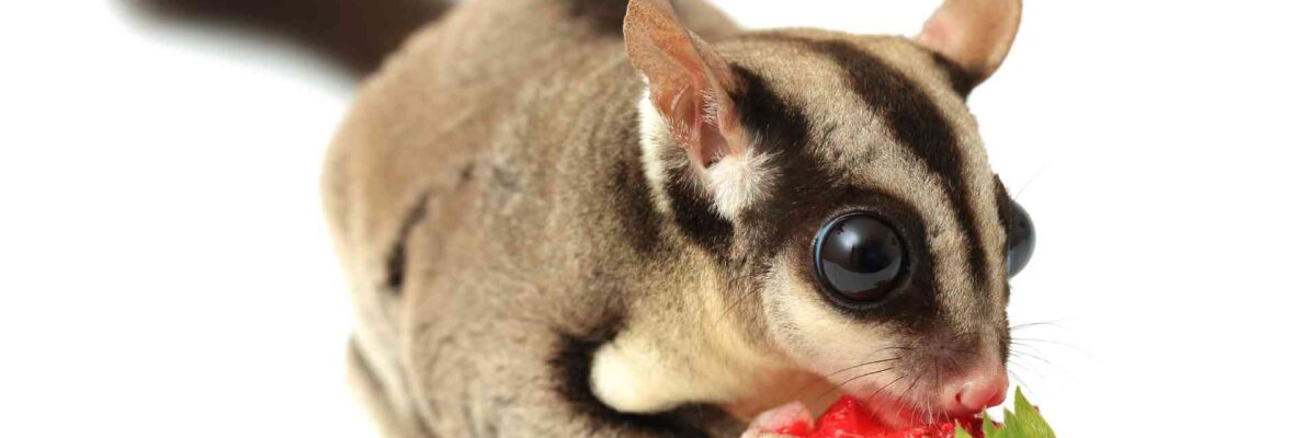 What to Feed Sugar Gliders