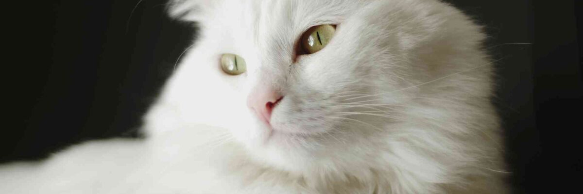 7 Ways to Take Care of Angora Cat