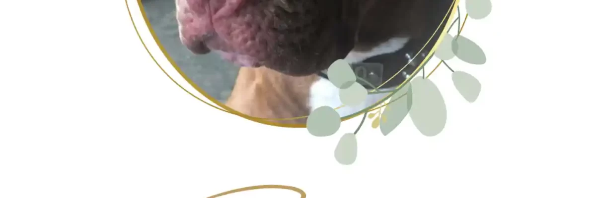 Bruno1