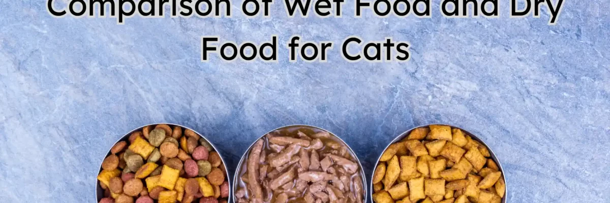 Perbandingan Wet Food dan Dry Food untuk Kucing: Mana yang Lebih Baik?