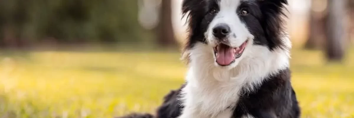 5 Ras Anjing Terpintar di Dunia