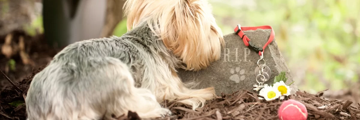 Recognizing Grief in Pets Who Have Lost Their Companions
