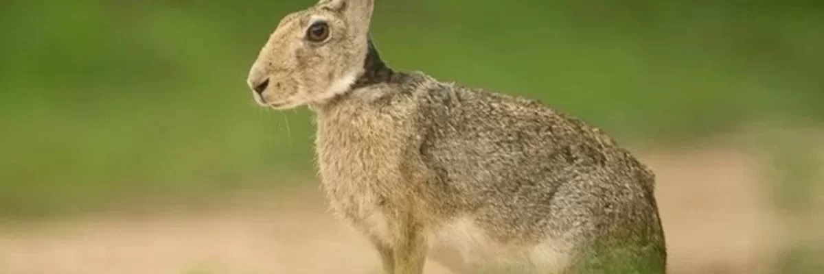 Diversity of Indonesian Local Rabbits