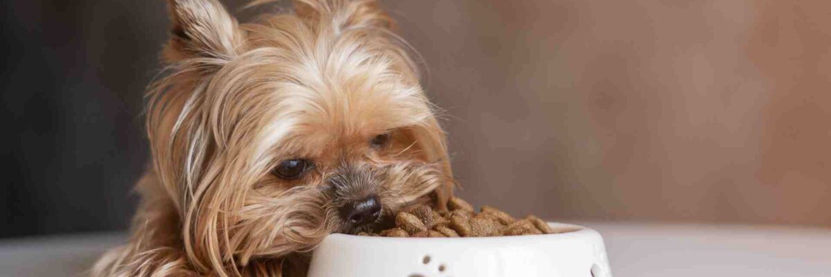How to Choose the Best Food for Your Small Dog