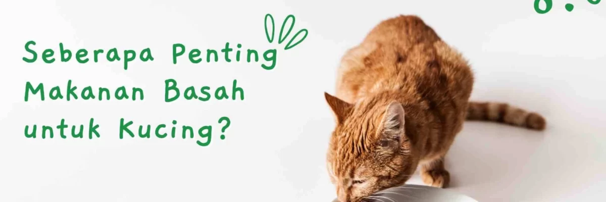 Mengapa Makanan Kucing Basah Penting untuk Kesehatan Kucing Kamu?