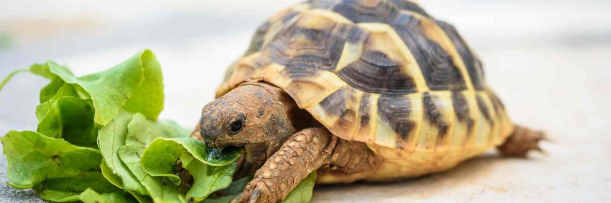 The Best Food for Turtles