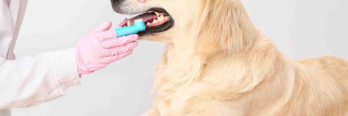 How to Keep Your Dog’s Teeth Healthy
