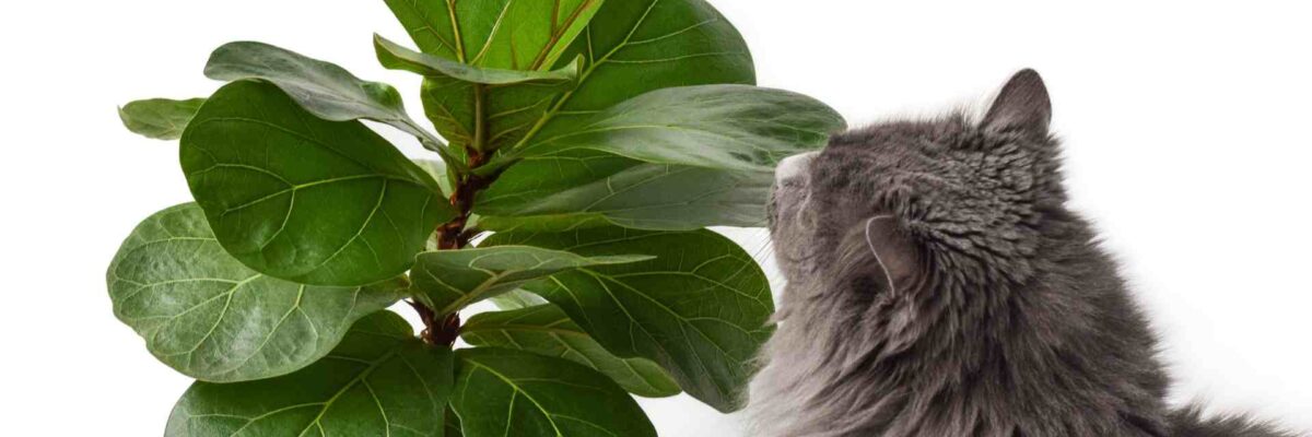 Get to Know Toxic Plants that are Harmful to Cats