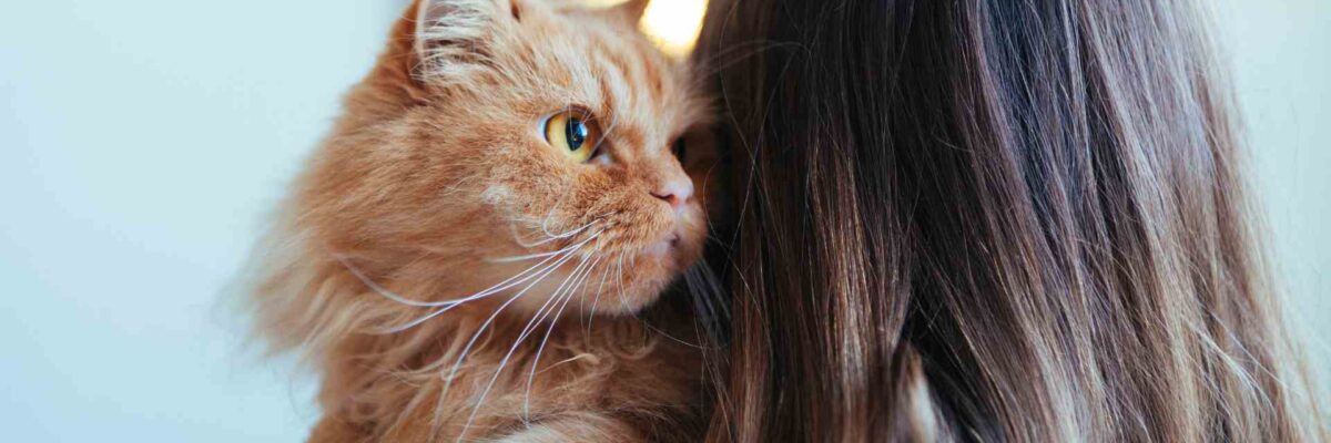 Why Should you Adopt a Cat Rather than Buy One? Here are Benefits