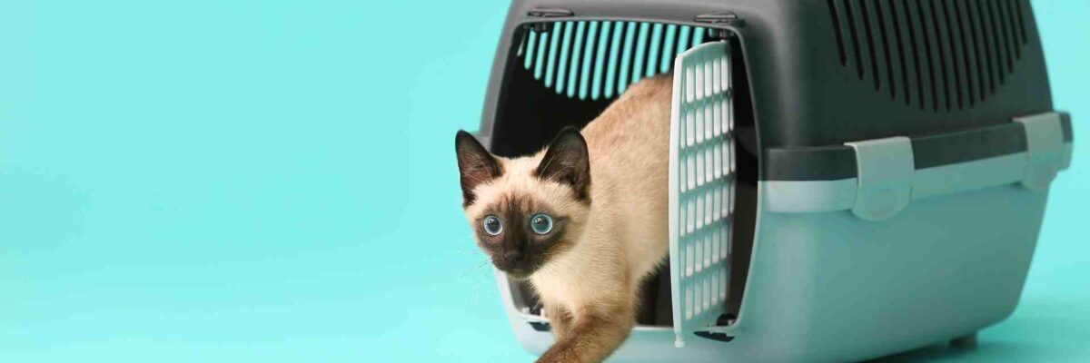 Guide to Choosing the Right Pet Carrier for Your Beloved Cat