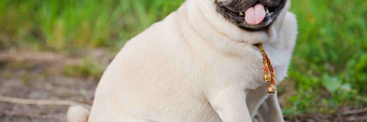 The Risks Associated with Your Dog or Cat’s Overweight