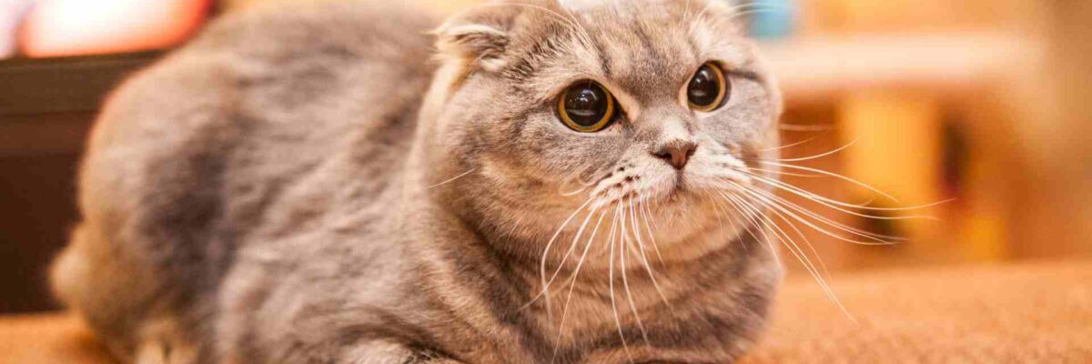 7 Ras Kucing Terlucu yang Bisa Membuat Semua Orang Jatuh Cinta