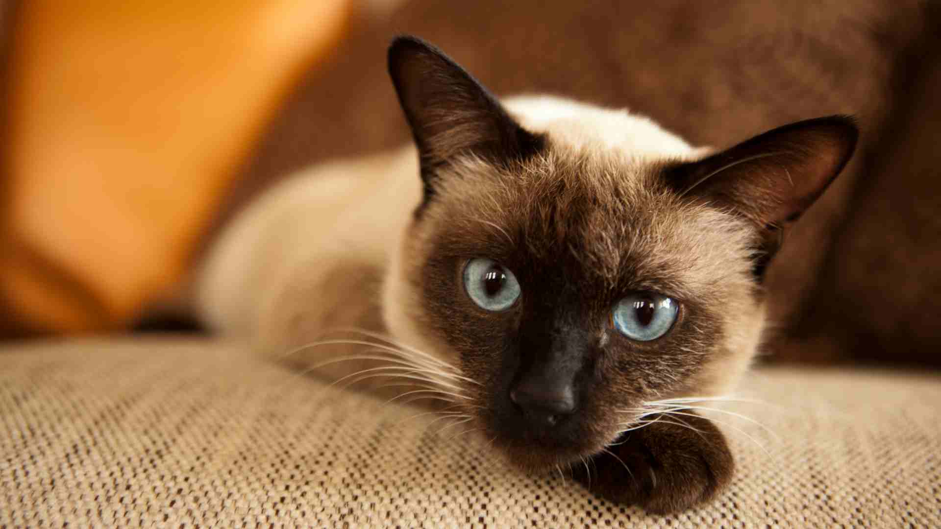 7 Ras Kucing Terlucu yang Bisa Membuat Semua Orang Jatuh Cinta - Pet to ...