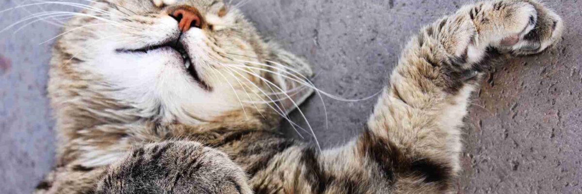 Apa Yang Bisa Kamu Lakukan Jika Melihat Kucing Mati di Jalan
