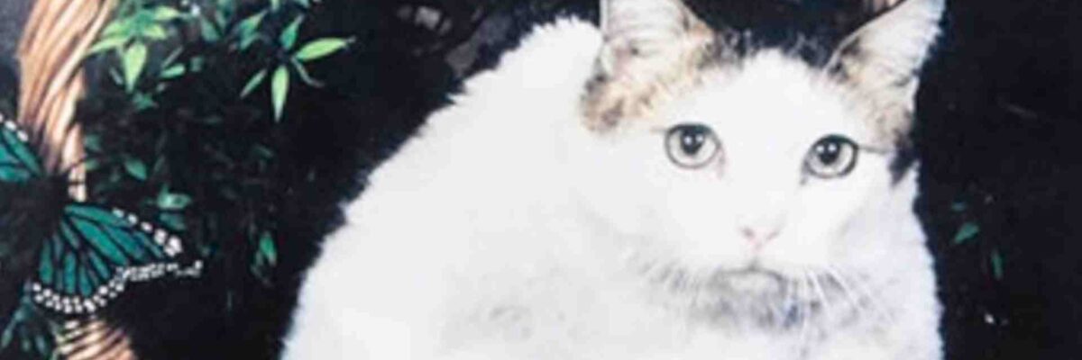 Remembering Crème Puff: The World’s Oldest Living Cat