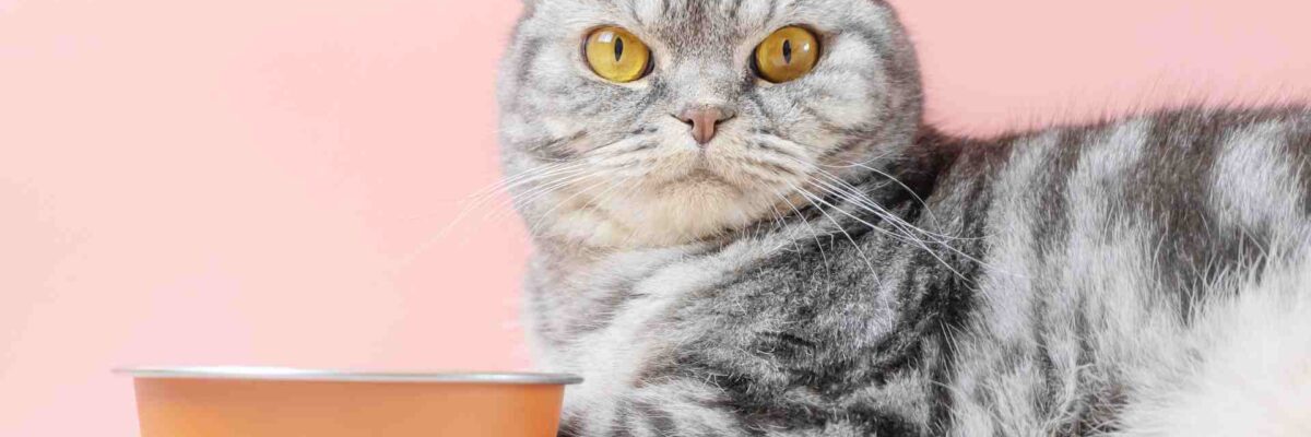 Kenali 8 Makanan Terlarang Untuk Kucing Peliharaanmu