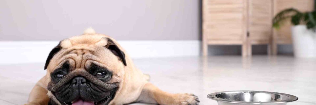 Protecting Your Pets from Heat Stroke in the Hot Summer Days