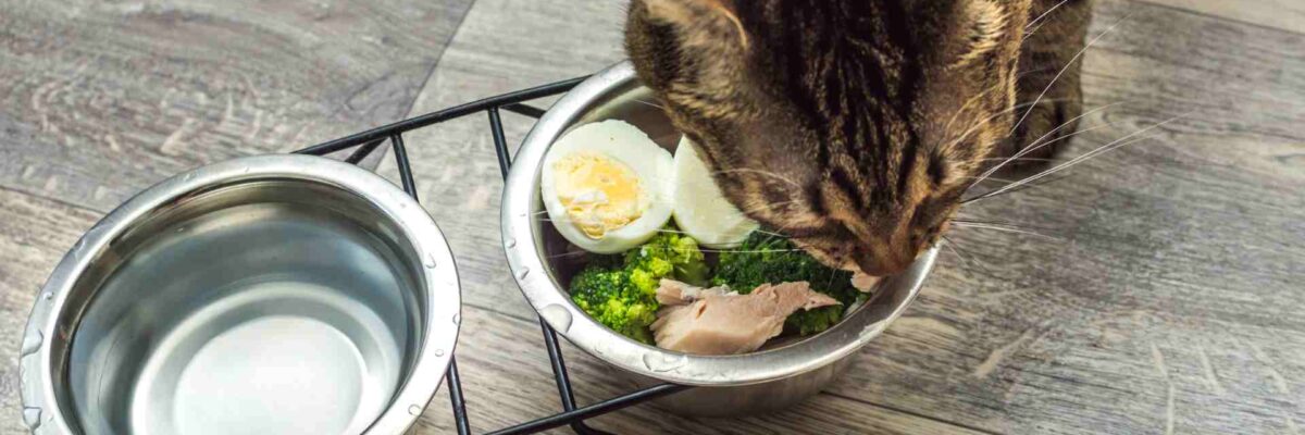 Nutrisi Apa Saja yang Penting untuk Kucingmu?