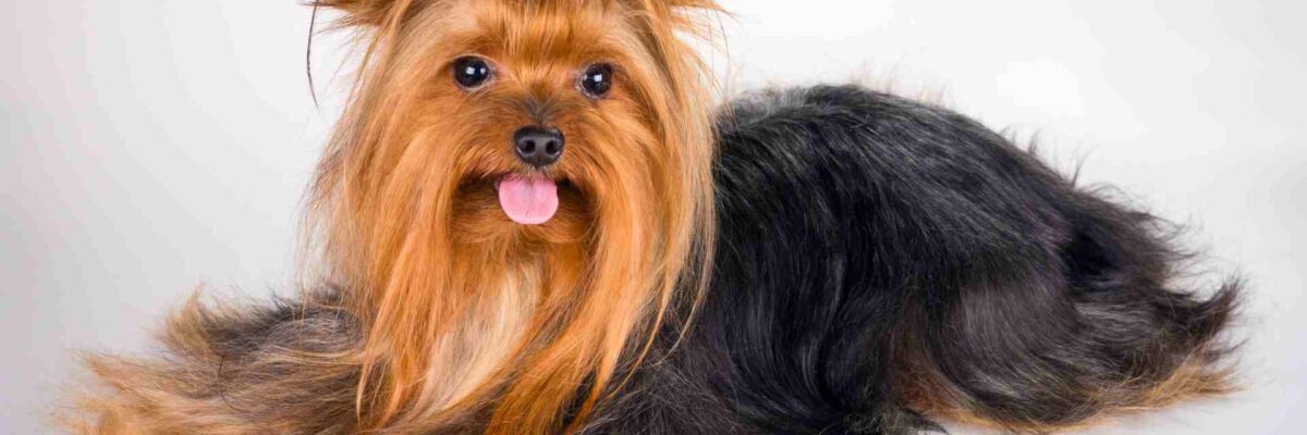 5 Small Dog Breeds You Will Want in Your Life