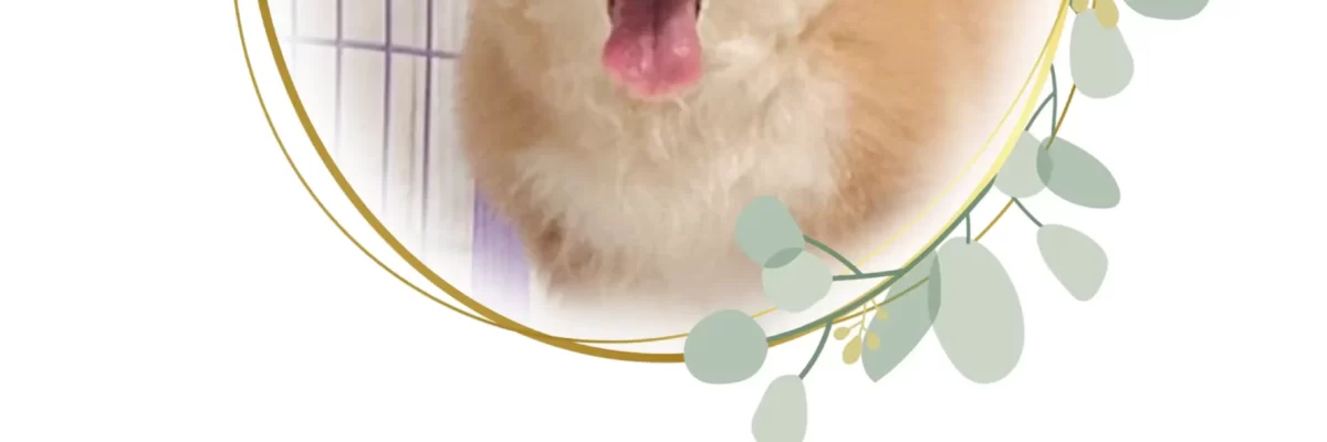 Bailey