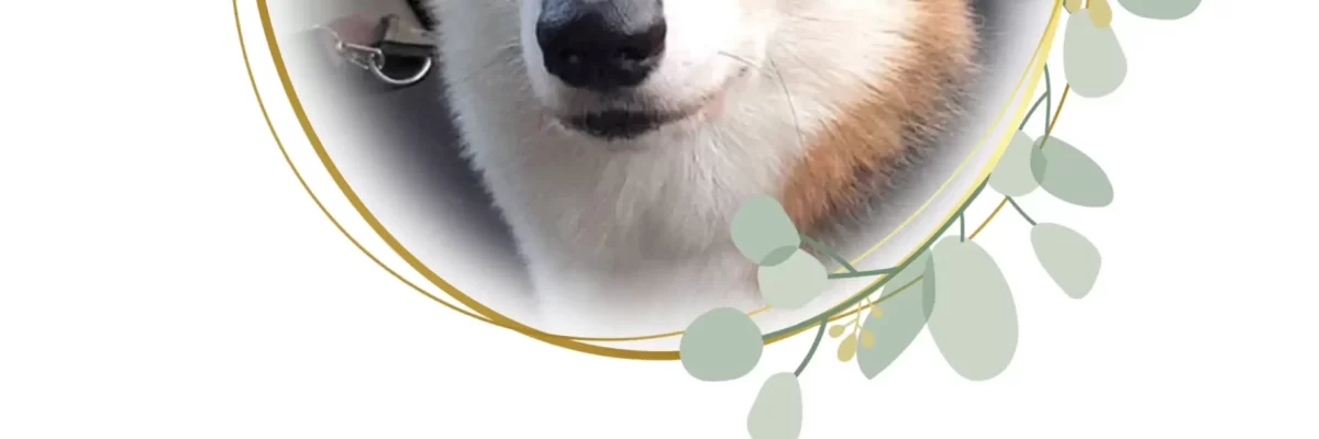 Biscuit