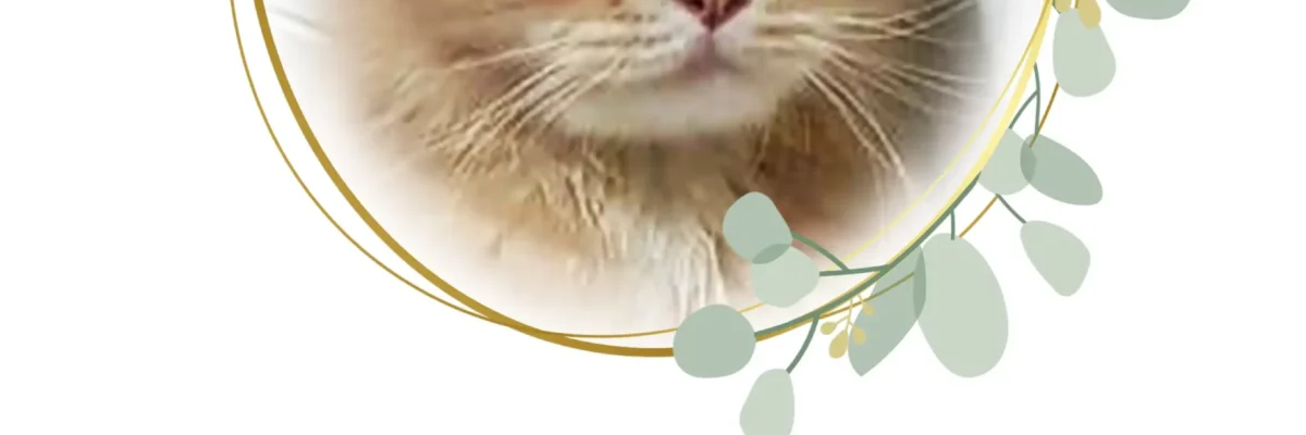 Bolu