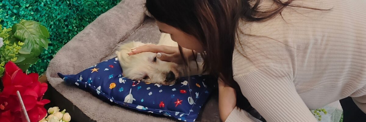 Ritual Perpisahan untuk Anabul: Kenapa Momen Ini Penting bagi Proses Healing