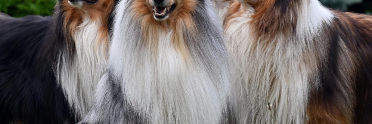  Apakah Pet Aquamation Cocok untuk Anjing Berbadan Besar? Ini Jawabannya